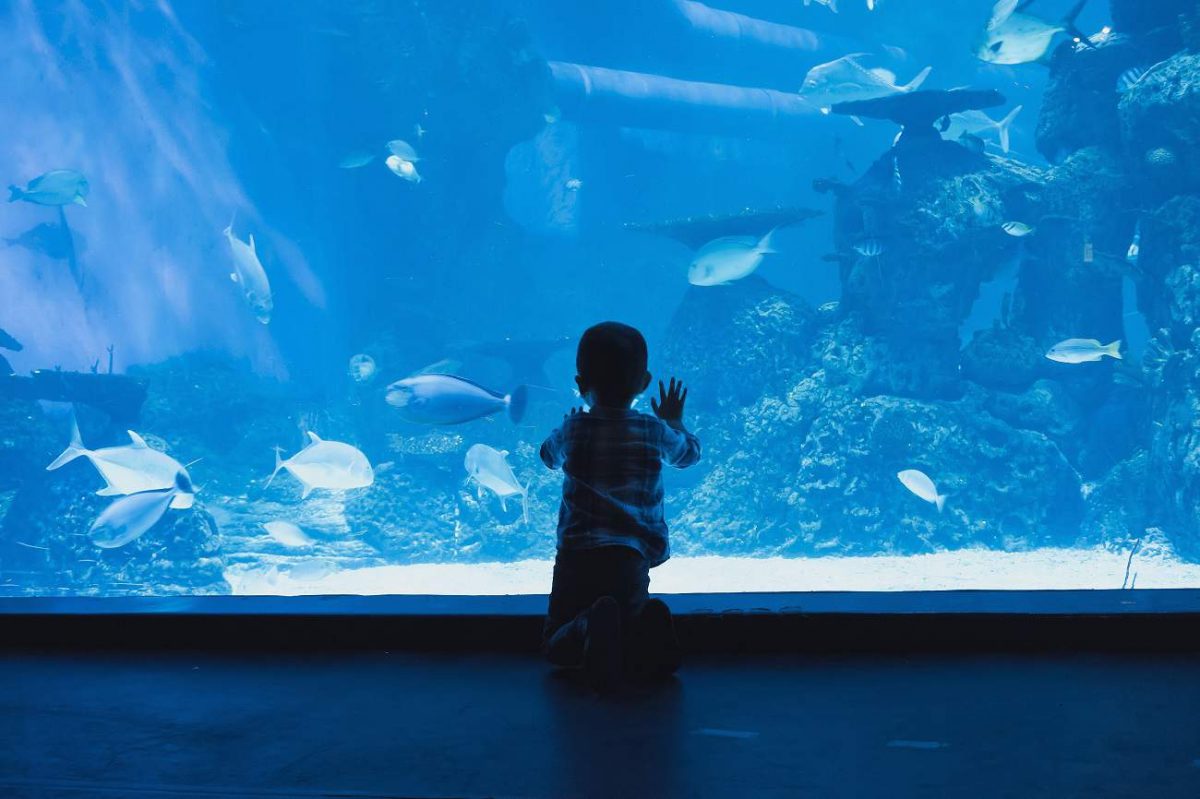 little boy looking at fish