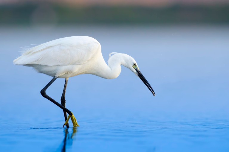 Plan a Day Trip to Anna Maria Island to visit the many Piers and Enjoy a Waterfront Bite to Eat