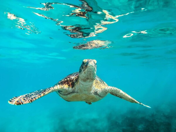 How to Enjoy the Siesta Key Sea Turtles (and Protect Them) at the Same Time