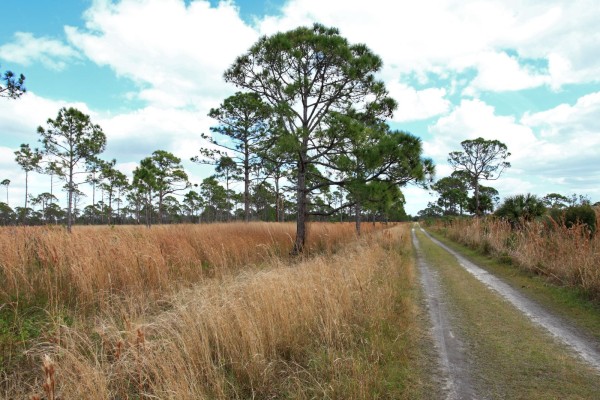 Spend the Day at Oscar Scherer State Park