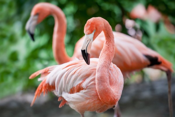 Take Your Kids to the Jungle Gardens in Sarasota