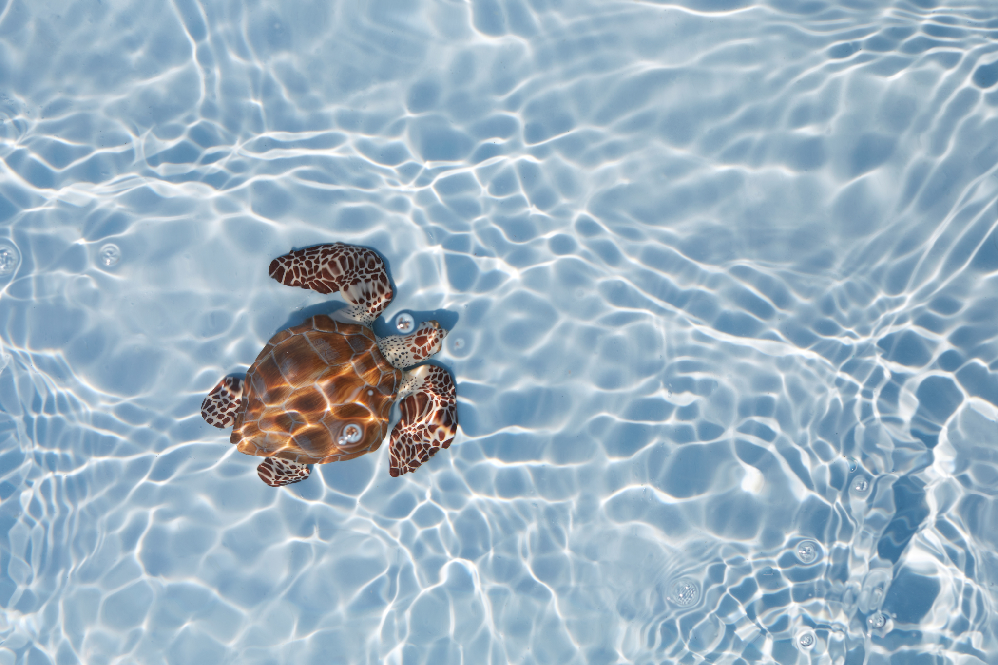 Sea Turtle Nesting Season on Siesta Key