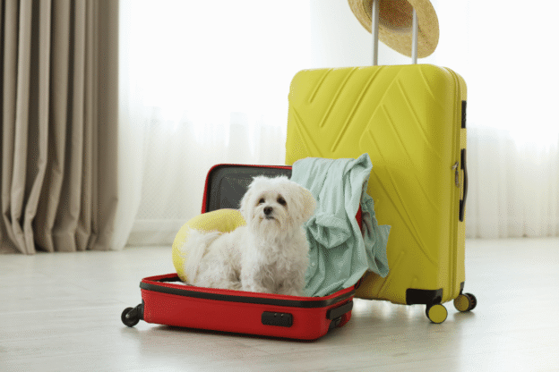 Planning a Pet-Friendly Trip to Siesta Key: Where to Stay, Eat & Explore