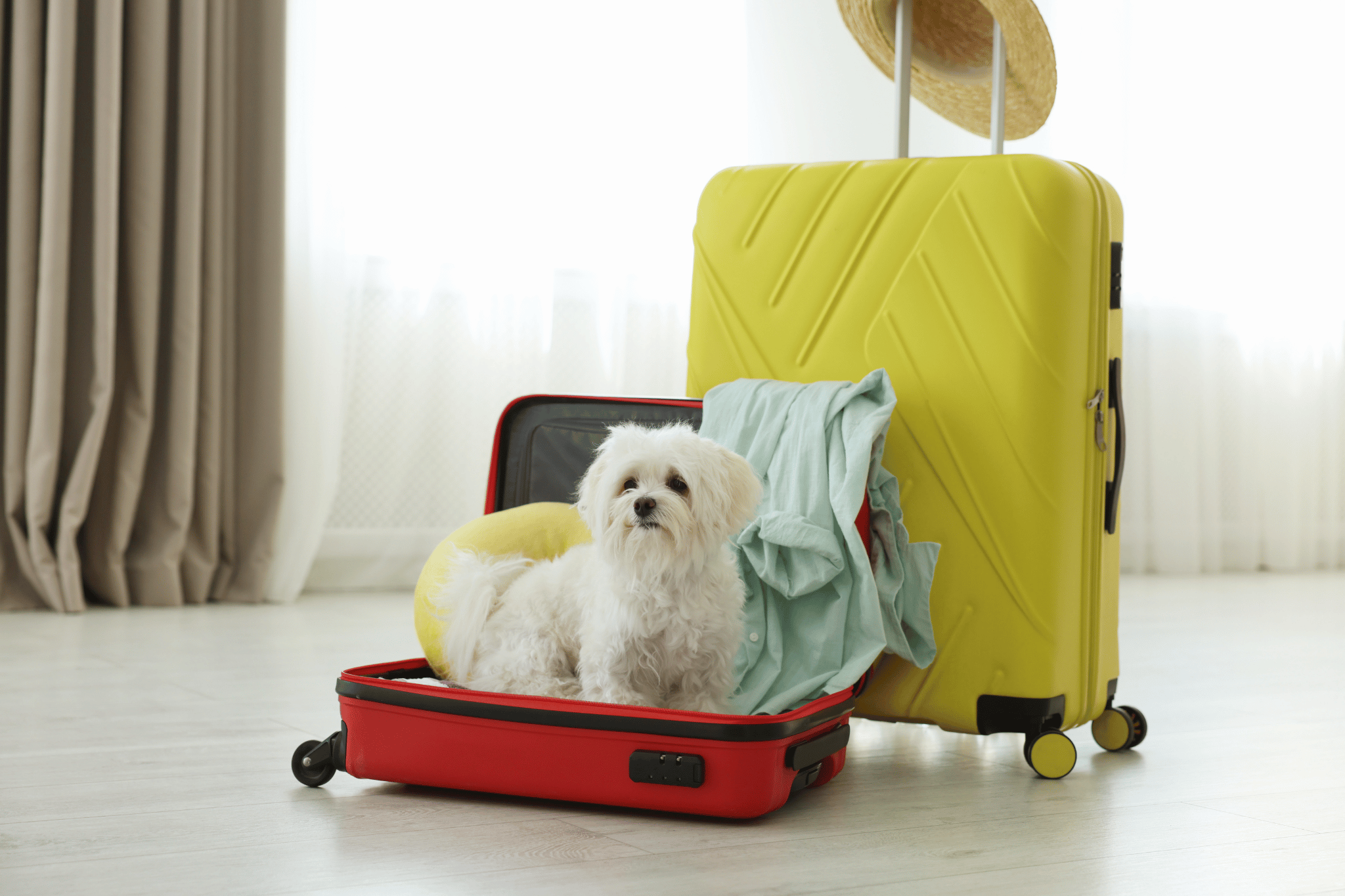 Planning a Pet-Friendly Trip to Siesta Key: Where to Stay, Eat & Explore